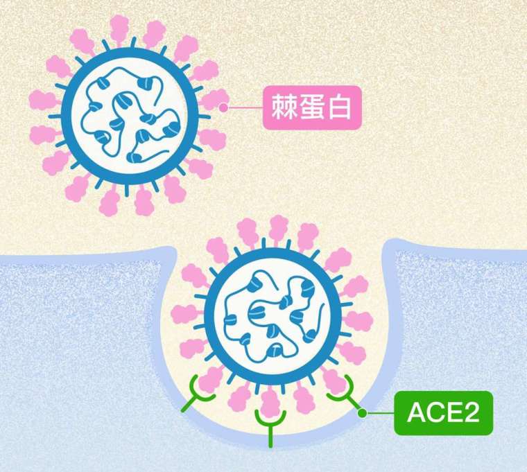 新冠病毒表面突起的棘蛋白（粉紅色突起），會與人體細胞表面受體 ACE2（綠色 Y 型）結合，藉此感染、進入細胞大量自我複製。 圖│研之有物