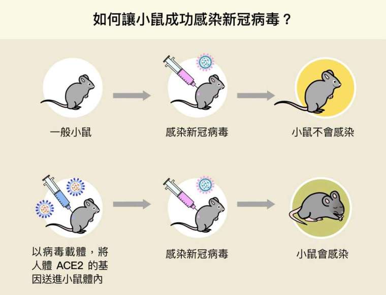 陶秘華研究員以病毒載體，將人體 ACE2 的基因送進小鼠體內，成功使小鼠細胞表現人類的 ACE2，變得可以感染新冠病毒，加速了動物攻毒實驗的進行。 圖│研之有物