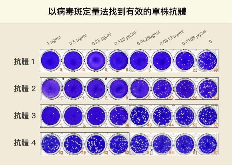 每一行代表一種抗體的測試組，研究員在每個裝滿細胞的培養皿中，分別放入新冠病毒與稀釋後的抗體（上方橫軸為抗體濃度，越往右濃度越低），白點代表加入抗體後仍受到感染的細胞。從白點數量可知，第一種抗體中和新冠病毒的能力最好，細胞受到感染的機會最小。 圖│林宜玲