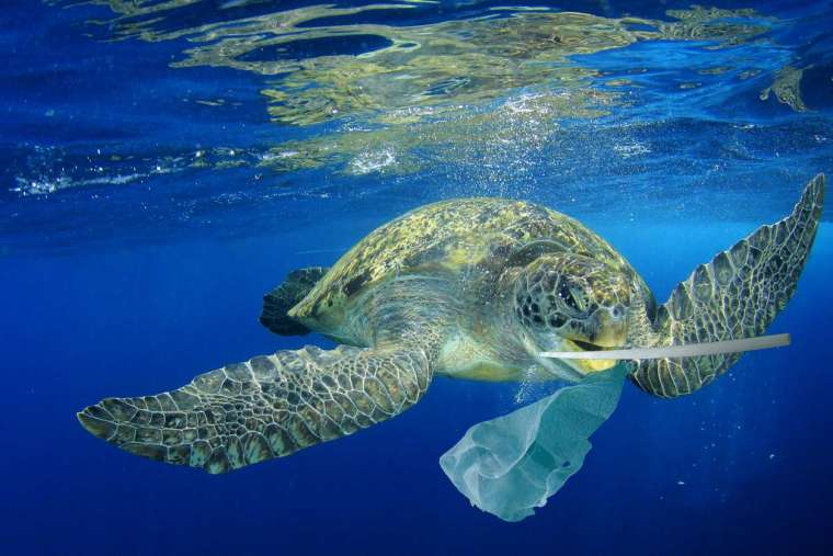 綠蠵龜以為塑膠袋是水母就一口吞下，但沒有味覺、無法分辨，沒辦法吐出，都累積在肚子裡。國立臺灣海洋大學的程一駿教授長期研究綠蠵龜，更發現死亡綠蠵龜肚子裡有各式各樣的垃圾。 圖│iStock