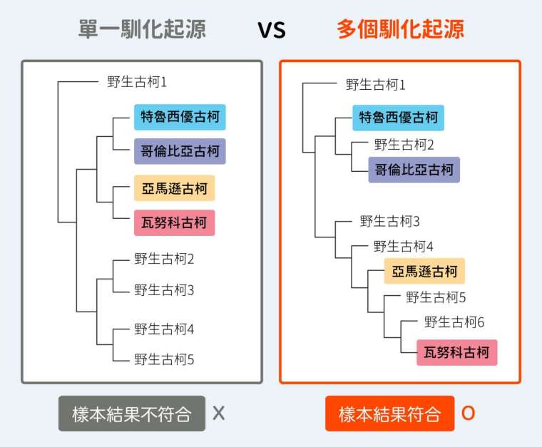 為方便說明,上圖為簡化過後的古柯樣本演化樹,從樣本的結果來看,4 款人工種植品種都位於不同分支,由此可以知道古柯馴化並非單一起源。 圖│研之有物(資料來源│黃仁磐)
