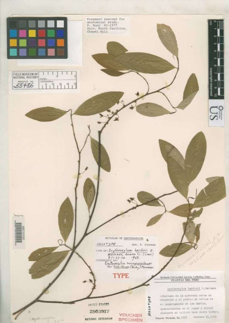 來自菲爾德自然史博物館的特魯西優古柯(Trujillo Coca)樣本。 圖│Smithsonian Institution(CC BY-NC-SA 4.0)