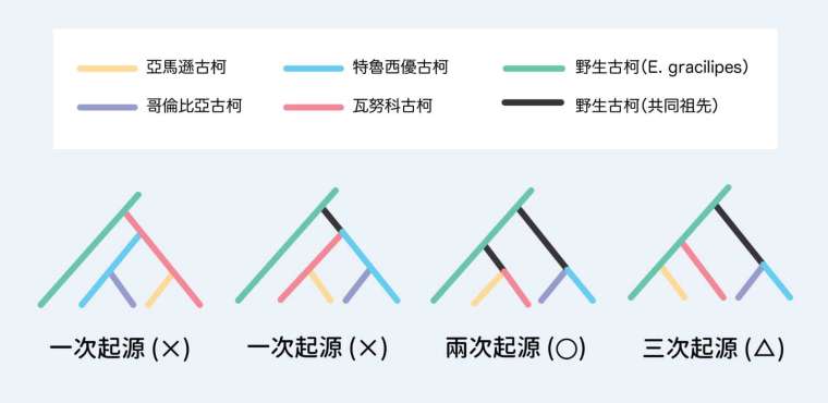 古柯不同品種演化關係的模擬結果,機率最高的是:馴化古柯經過兩次獨立起源。首先從某種野生古柯,衍生出哥倫比亞和特魯西優,後來才又由另一種野生古柯,培育出瓦努科和亞馬遜。 圖│研之有物(資料來源│黃仁磐)