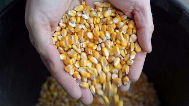 中國打壓+美元走強 從銅到玉米等原物料遭血洗。(圖片：AFP)
