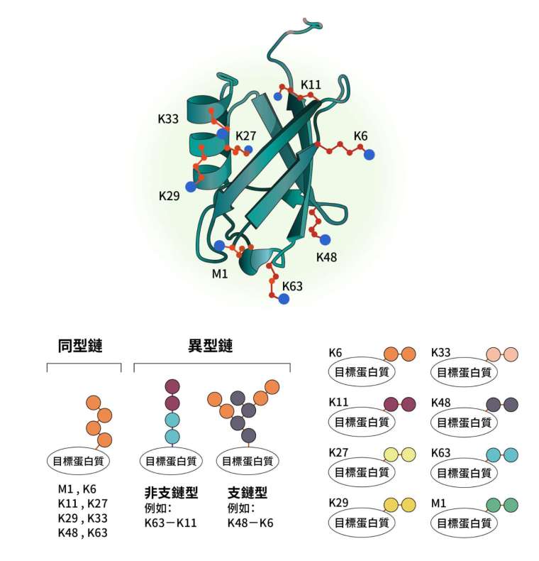 泛素接合蛋白質分子的各種複雜情況，陳瑞華關注的酵素之一是負責切除 K29 與 K48 分支的去泛素酶「TRABID」。 圖│研之有物（資料來源│陳瑞華）