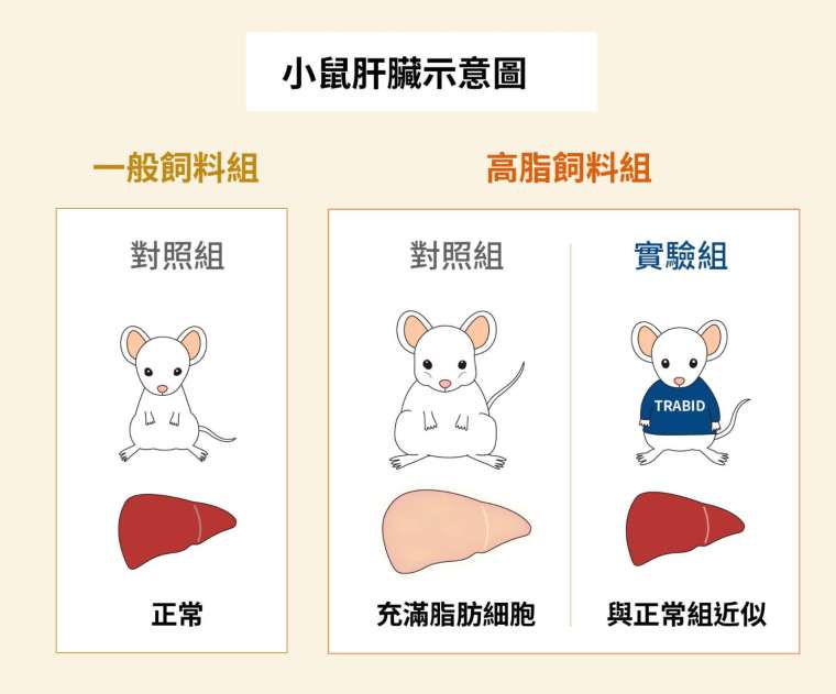 餵食高脂肪飼料之後，對照組與實驗組小鼠的肝臟示意圖。 圖│研之有物（資料來源│陳瑞華）