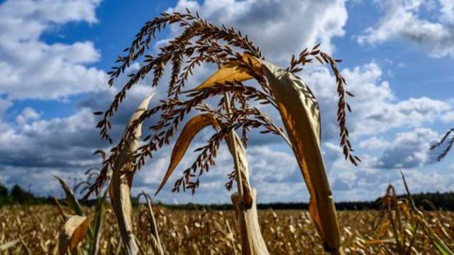 肥料價格狂漲明年收成有隱憂 小麥飆破9年新高 玉米連5漲（圖：AFP）