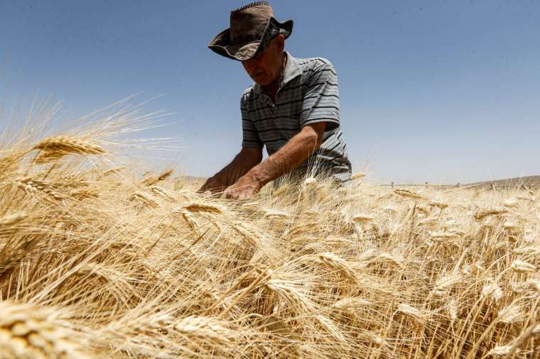 冬季小麥供應趨於緊張 (圖片：AFP)