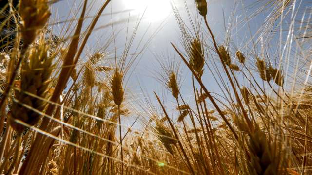 為何小麥價格飆至近9年來新高？ (圖片：AFP)