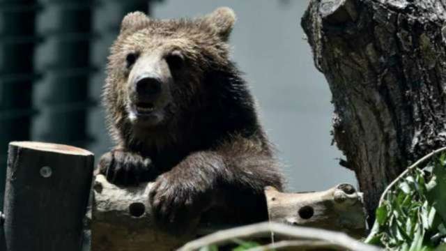 馬斯克口無遮攔 特斯拉「熊出沒」 (圖片：AFP)