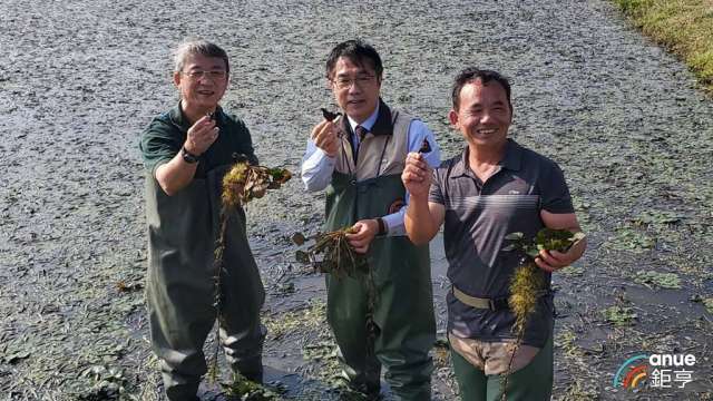 全聯副董事長謝健南(左)和台南市長黃偉哲(中)共同視察官田有機菱角田。(鉅亨網記者王莞甯攝)