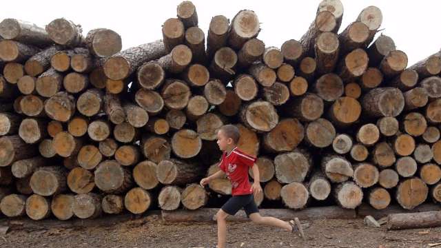 加拿大百年洪水影響未散 木材期貨價格再掀漲勢 (圖:AFP)