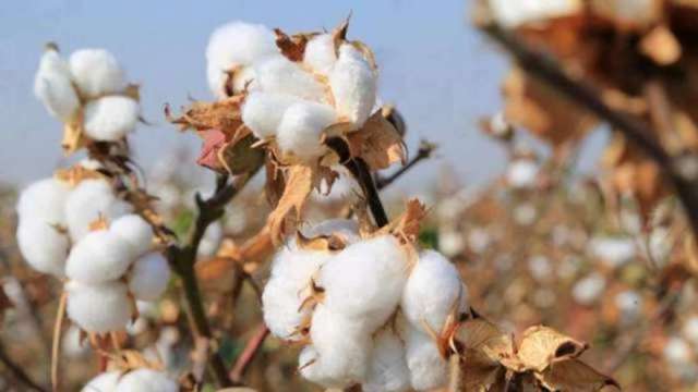 USDA突然下調美國棉預估產量 棉花飆至近10年高點（圖：AFP）
