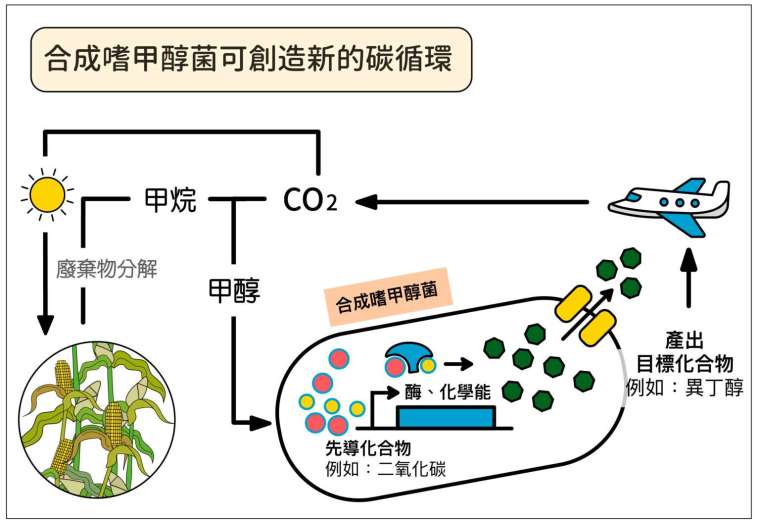 廖俊智團隊改造大腸桿菌的代謝路徑，使其以甲醇為唯一的食物來源（碳源），將溫室氣體轉化成的甲醇，變成可再利用的燃料（例如：異丁醇）。 圖│研之有物（資料來源│廖俊智）