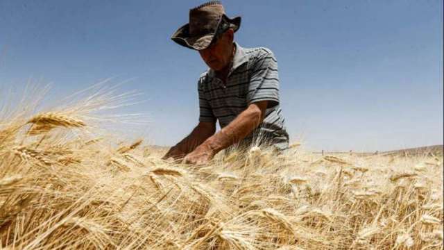 烏克蘭危機刺激小麥、玉米價漲 通膨和中東政局引發關注 (圖:AFP)