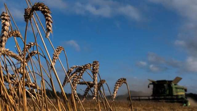 對供應中斷緊張加劇 小麥價格周一持續上漲(圖:AFP)