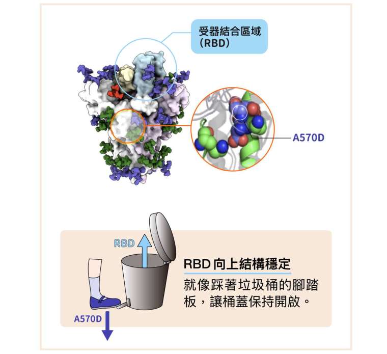 新冠病毒 Alpha 株棘蛋白的「A570D 突變」，會改變棘蛋白內部的空間，讓「RBD 向上」的結構更加穩定，就像踩著垃圾桶的腳踏板，讓桶蓋保持開啟。 圖│研之有物（資料來源│徐尚德、Nature Structural & Molecular Biology）