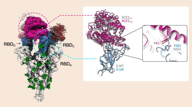 新冠病毒 Alpha 株棘蛋白的「N501Y 突變」，讓 RBD 的氨基酸與宿主細胞受器 ACE2 形成「π–π stacking」鍵結，大幅提升棘蛋白對宿主細胞的親合力。 圖│Nature Structural & Molecular Biology
