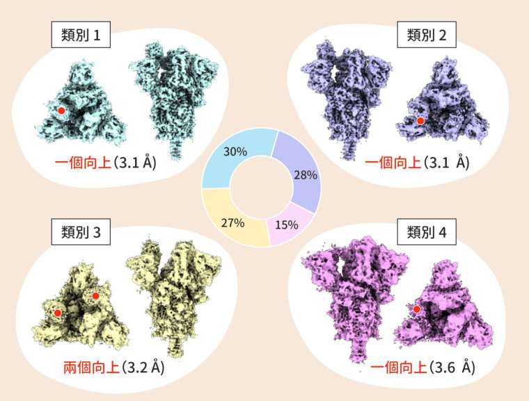 徐尚德團隊透過冷凍電子顯微鏡，拍攝新冠病毒 Alpha 株的棘蛋白結構，其中有三類棘蛋白的 RBD 為 1 個向上（佔 73%），有一類（類別 3）的棘蛋白 RBD 則是 2 個向上（佔 27%）。 圖│Nature Structural & Molecular Biology