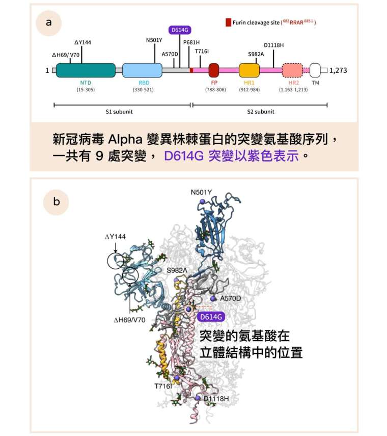 圖 a 顯示新冠病毒 Alpha 變異株棘蛋白的突變氨基酸序列，一共有 9 處突變， D614G 突變以紫色表示。 圖 b 顯示突變的氨基酸在立體結構中的位置。 圖│Nature Structural & Molecular Biology