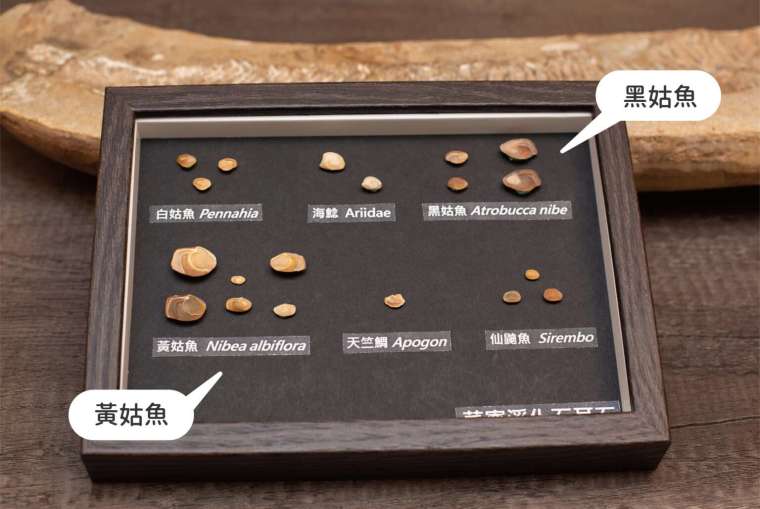 林千翔實驗室的魚耳石化石，放置在標本架內。其中，黑姑魚和黃姑魚的耳石特別大 圖│研之有物