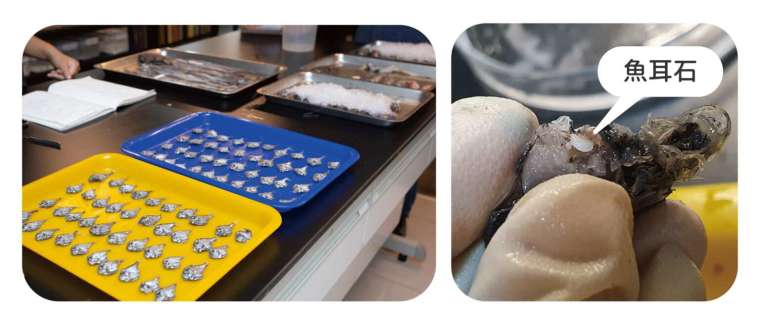 林千翔實驗室人員展示取出魚耳石的過程，魚耳石是硬骨魚類耳朵裡的「石頭」，主要成份為碳酸鈣。 圖│研之有物