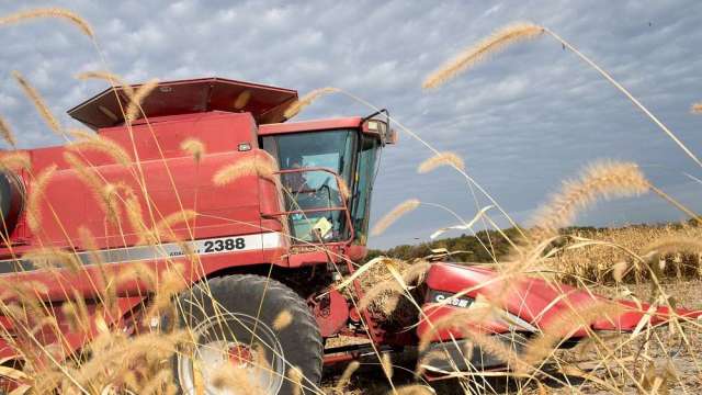 〈商品報價〉供應憂慮緩解 小麥期貨跌逾3%。(圖:AFP)