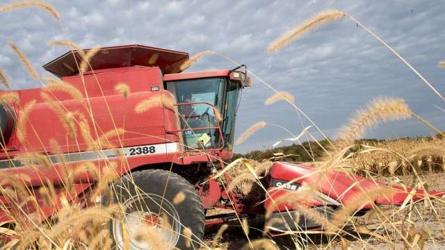 〈商品報價〉俄烏危機緩解 小麥、玉米收黑盤中急跌停。(圖:AFP)