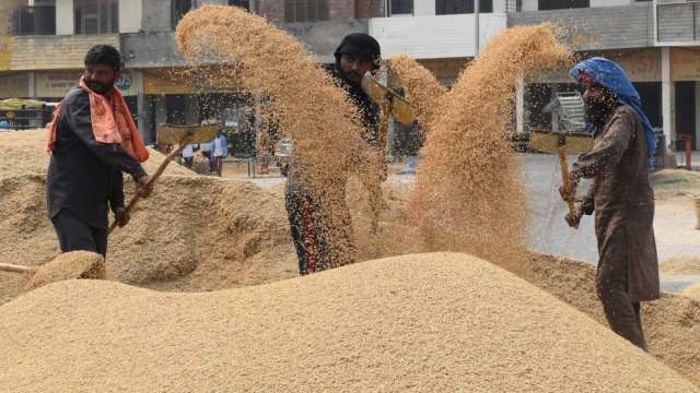 印度預期小麥豐收 可貢獻全球需求 (圖片：AFP)