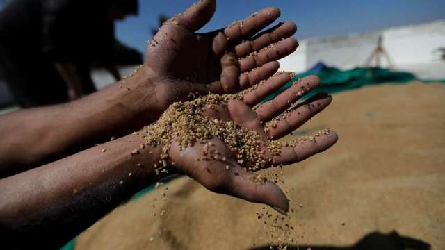 〈商品報價〉乾旱影響良率 小麥漲逾2%再度站上11美元。(圖:AFP)