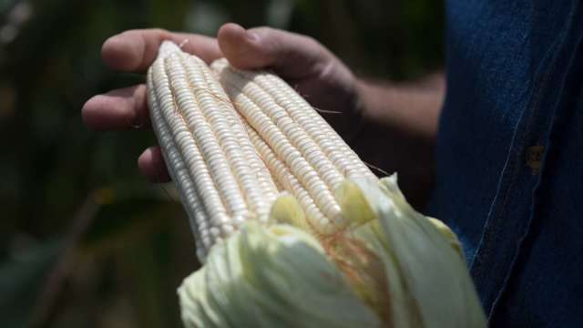 〈商品報價〉供應緊繃 玉米期貨價逼近10年高點。(圖:AFP)