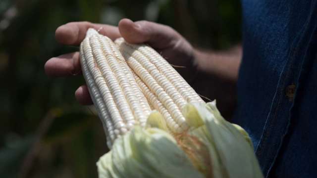 〈商品報價〉出口需求熱 玉米再突破8美元、黃豆攀抵2個月新高。(圖:AFP)