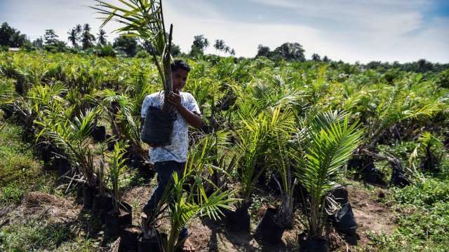 印尼颁布棕榈油出口禁令 加剧全球食品成本压力 (图：AFP)(photo:CnYes)