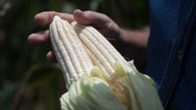 〈商品報價〉春播緩慢 玉米期貨再登近10年新高。(圖:AFP)