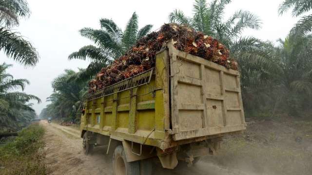 印尼擴大棕櫚油出口禁令 恐進一步推升全球食品價格(圖:AFP)