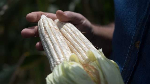 〈商品報價〉出口熱+春耕緩慢 玉米續站10年高點。(圖:AFP)