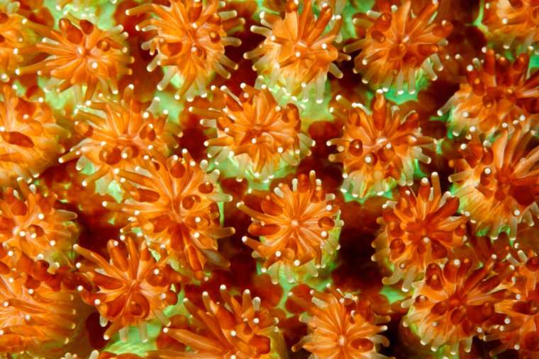 造礁珊瑚（又稱石珊瑚）的珊瑚蟲聚落，最初都是從一隻珊瑚蟲開始，透過緩慢持續的生長過程，才逐漸長成我們看到的珊瑚礁。 圖│iStock
