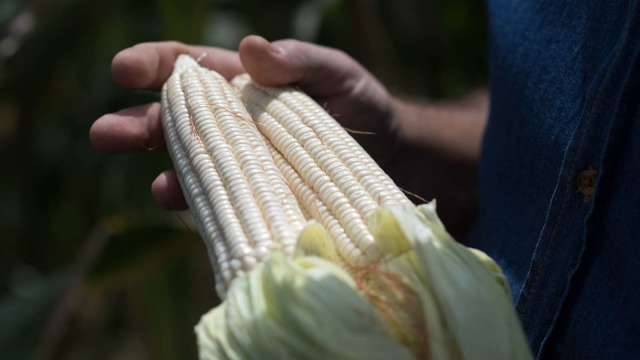 〈商品報價〉種植進度緩慢 黃豆、玉米期貨反彈收漲。(圖:AFP)