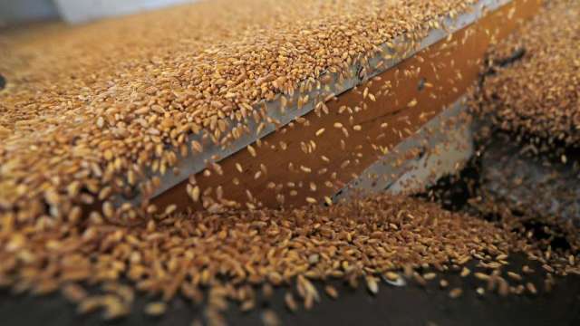 〈商品報價〉產量預估下調 小麥漲近6%創2個月新高。(圖:AFP)