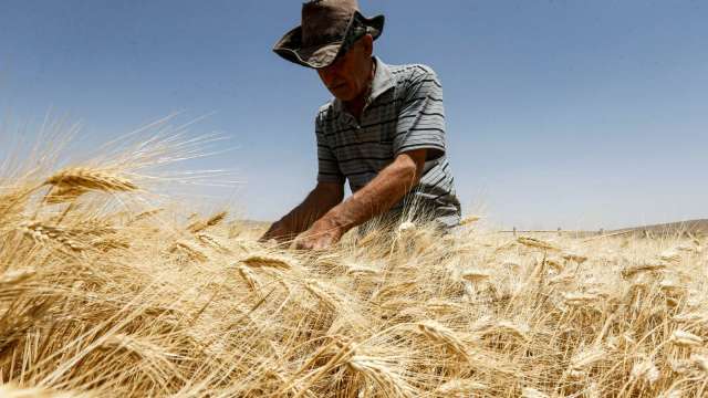全球小麥市場正面臨極端氣候等各種威脅。 (圖片：AFP)