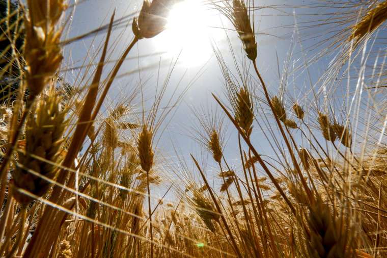 全球小麥市場正面臨極端氣候的威脅和各樣的威脅 (圖片：AFP)