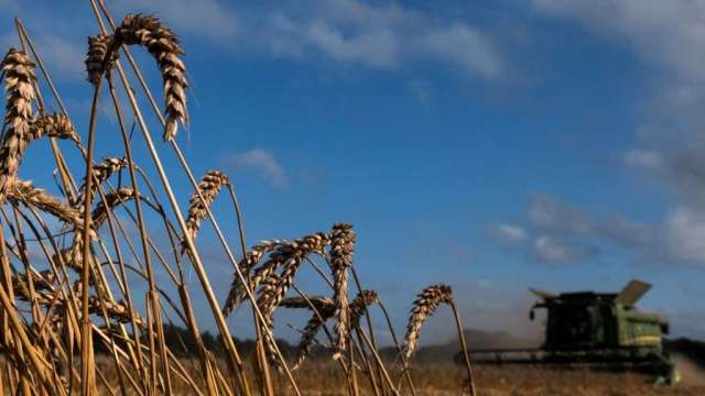 糧食保護主義抬頭 印度宣布禁止小麥出口 期貨價格飆漲(圖:AFP)