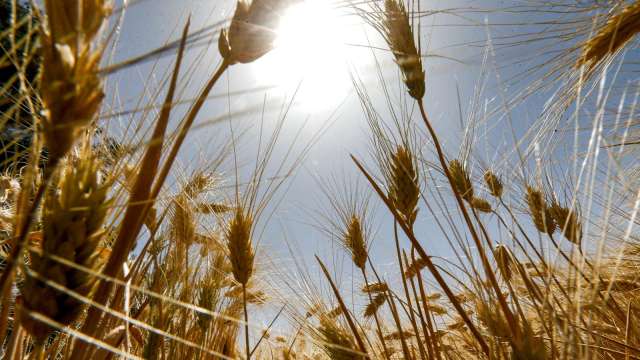 印度放寬小麥出口 全球最大買家埃及鬆口氣 (圖片：AFP)