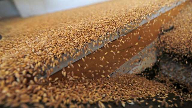 〈商品報價〉出口銷售疲軟 小麥期貨續挫2.5%。(圖:AFP)