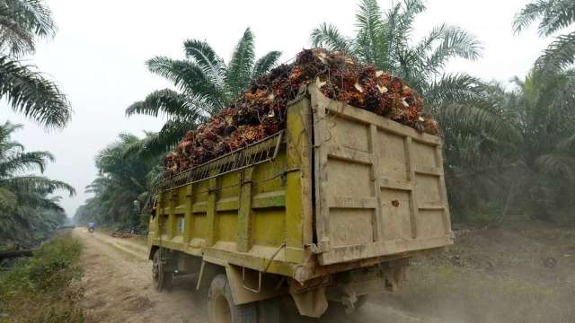 棕櫚油期貨周五大漲3% 印尼解除出口禁令但仍有限制(圖:AFP)