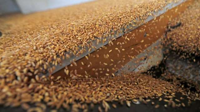 〈商品報價〉烏克蘭穀物可望恢復出口 小麥暴跌逾6%。(圖:AFP)