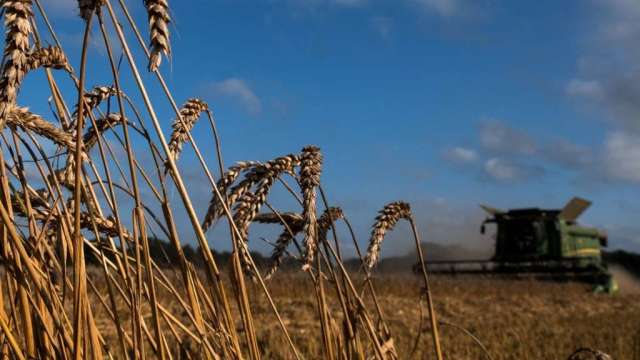 烏克蘭穀物出口前景改善 黃小玉期貨價格大跌(圖:AFP)