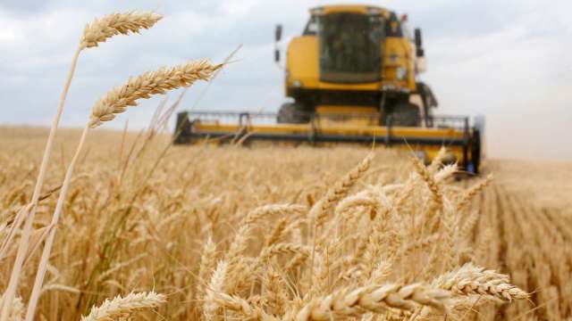 烏克蘭糧食協會預估 2022年小麥生產將減少42% (圖片：AFP)