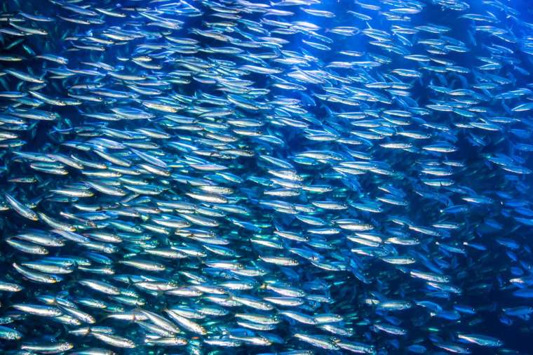 秘魯涼流漁場盛產鯷魚，至今仍被視為世界上數量最多、年產量最豐富的魚種。 圖｜iStock