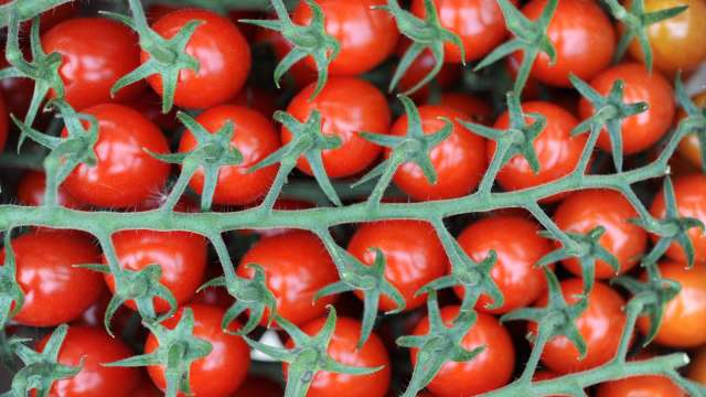 NEC和可果美在歐洲成立新公司 利用AI技術提供番茄栽種支援服務 (圖片：AFP)